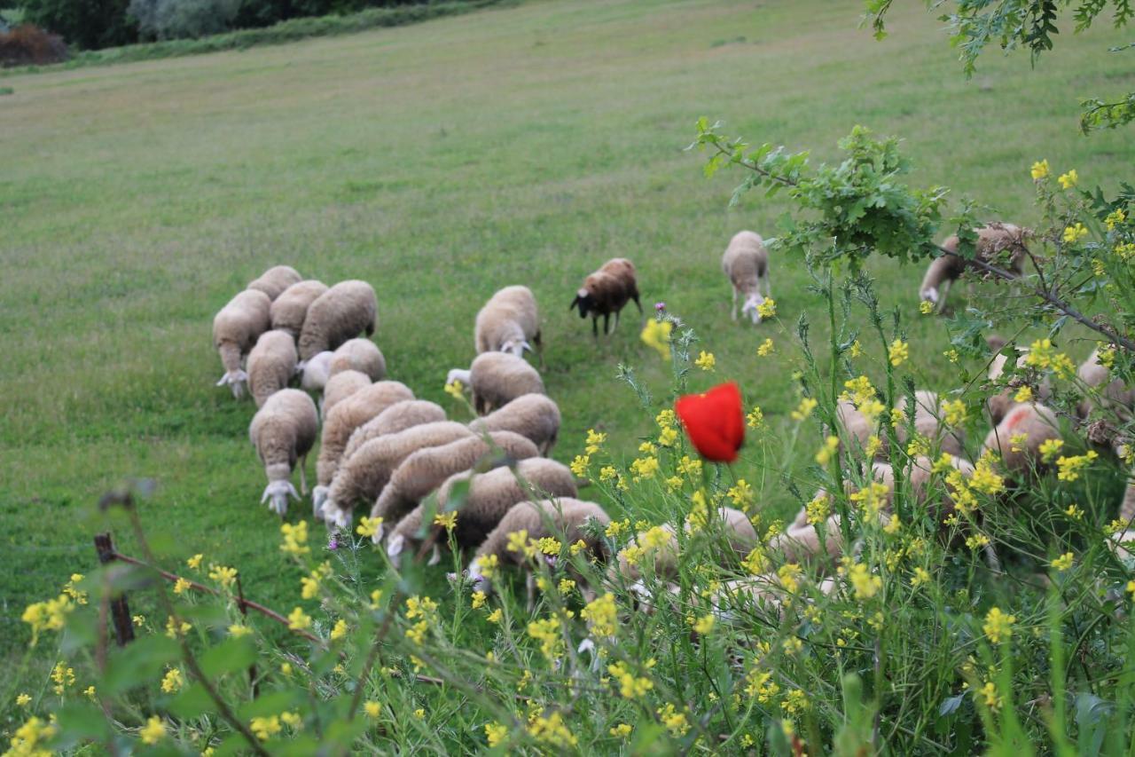 Agriturismo Cantagalli San Quirico dʼOrcia Exteriér fotografie